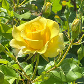 Rosier grimpant jaune - Willemse
