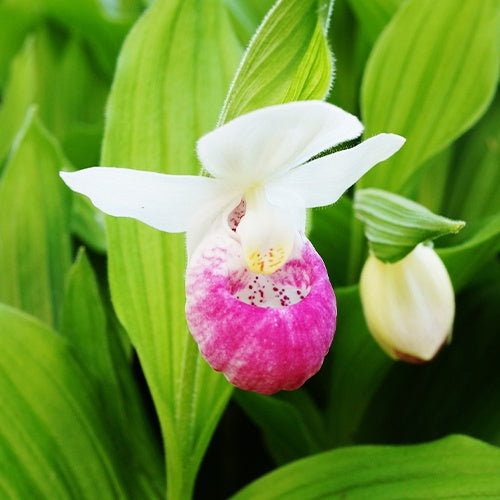 Orchidée terrestre 'cypripède royal' - Willemse