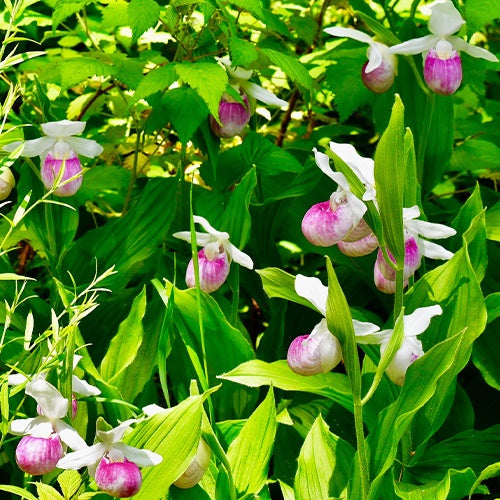 Orchidée terrestre 'cypripède royal' - Cypripedium reginae - Willemse