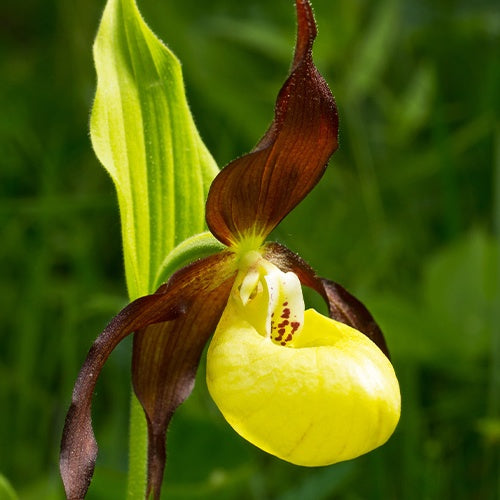 Orchidée terrestre 'cypripède soulier' - Willemse