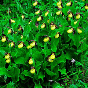Orchidée terrestre 'cypripède soulier' - Cypripedium calceolus - Willemse
