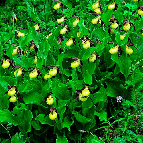 Orchidée terrestre 'cypripède soulier' - Cypripedium calceolus - Willemse