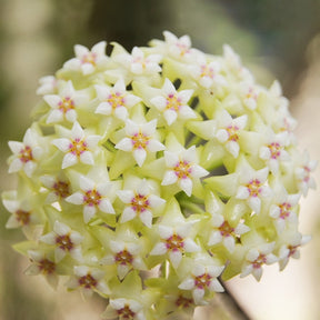 Hoya acuta - Willemse