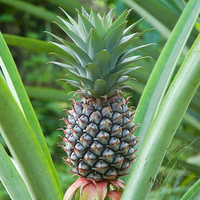 Ananas - Willemse