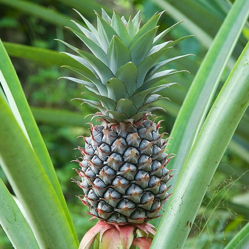 Ananas - Willemse