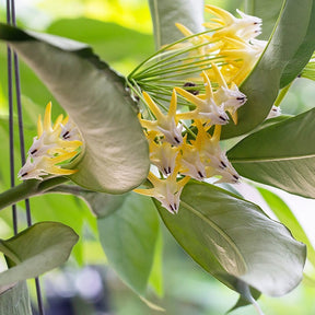 Fleur de porcelaine : Hoya multiflora - Willemse