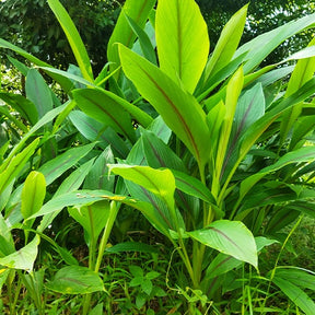 Curcuma longa turmeric 'Safran des Indes' - Curcuma longa turmeric - Willemse