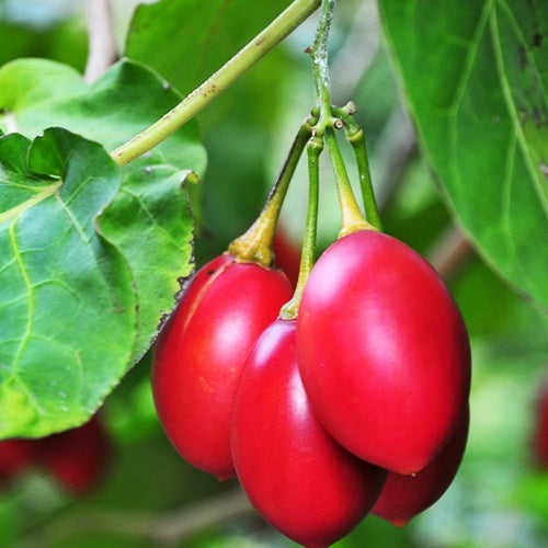 Tomates en arbre - Willemse