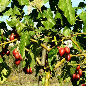 Tomates en arbre - Cyphomandra betacea - Willemse
