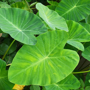Colocasia esculenta 'Pink China' - Oreille d'éléphant - Willemse