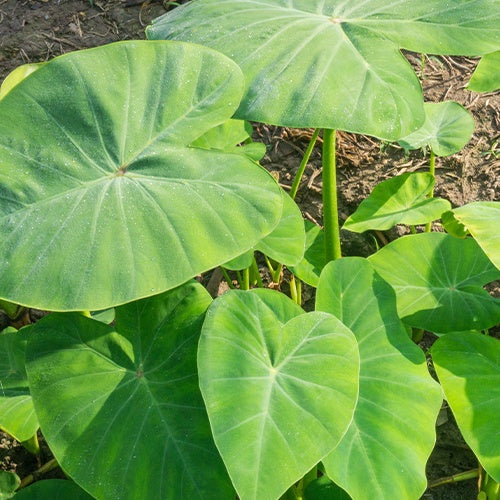 Colocasia esculenta 'Pink China' - Oreille d'éléphant - Colocasia esculenta var. pink china - Willemse
