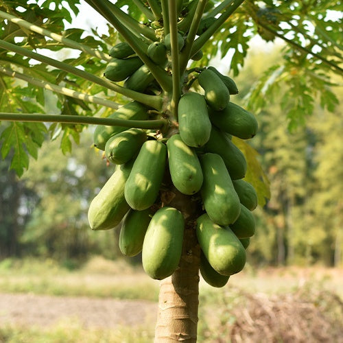 Papayer 'babaco' - Carica pentagona - Willemse