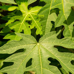 Carica pentagona - Papayer 'babaco' - Arbres fruitiers exotiques