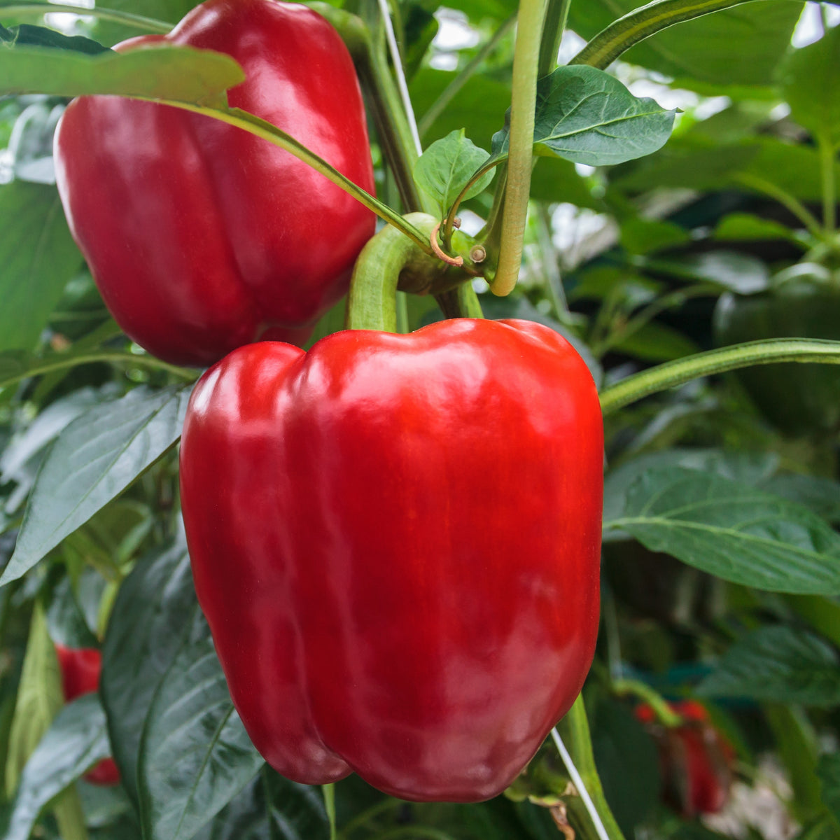 3 Plants de Poivron Sonar F1 - Willemse