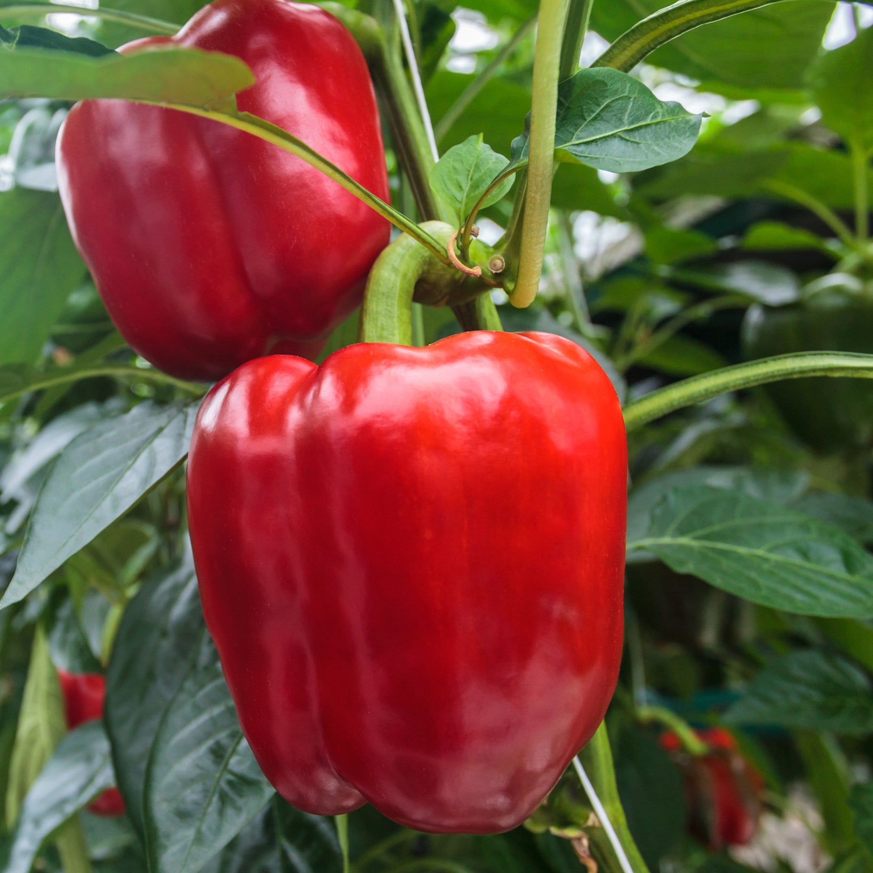 3 Plants de Poivron Sonar F1 - Willemse