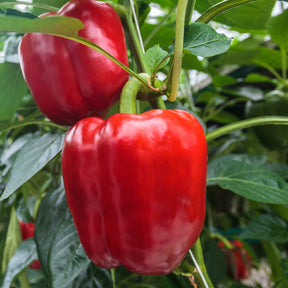 3 Plants de Poivron Sonar F1 - Willemse