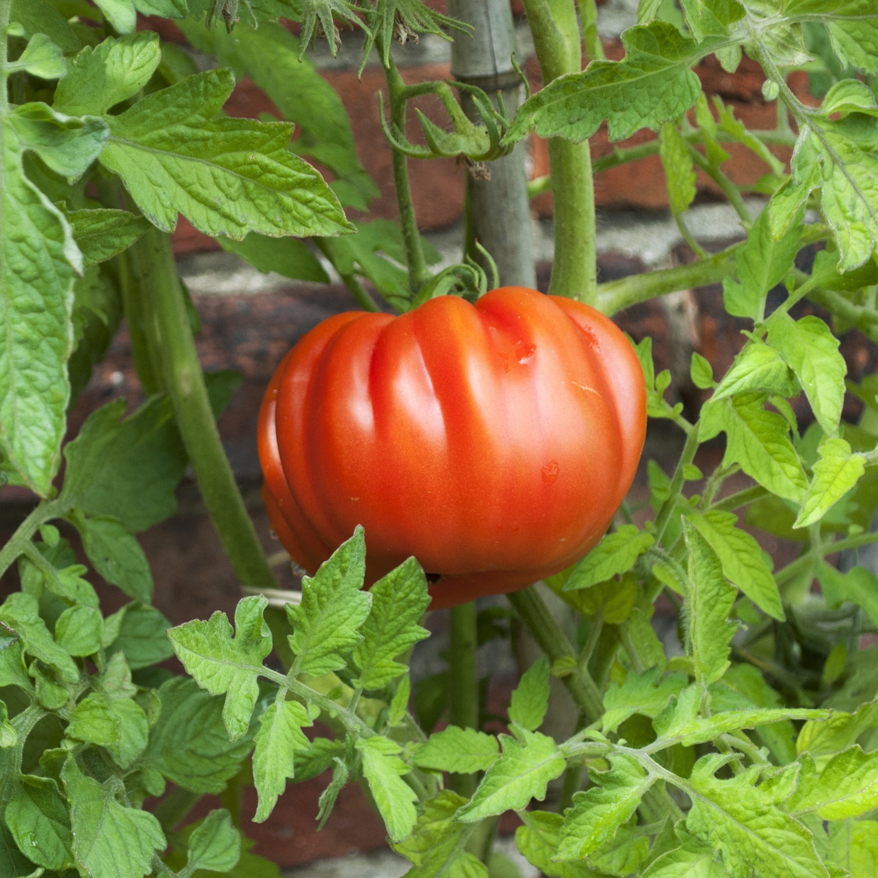 Collection de 9 Plants tomates classiques - Lycopersicum saint pierre, super sweet, coeur de boeuf - Willemse