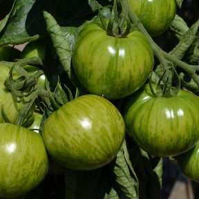 Plants de tomates - Collection de 9 Plants tomates originales - Solanum lycopersicum green zebra,orange queen,noire de crimée