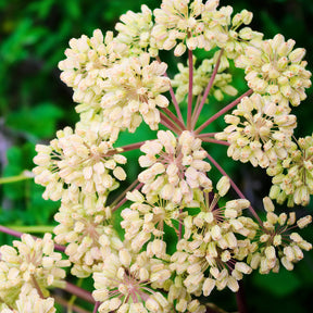 Fleurs vivaces - Angélique officinale - Angelica archangelica