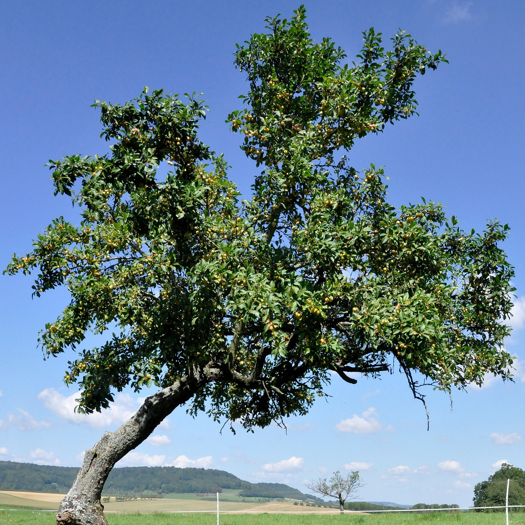 Prunier Reine-Claude d’Oullins - Prunus domestica Reine-Claude d'Oullins - Willemse