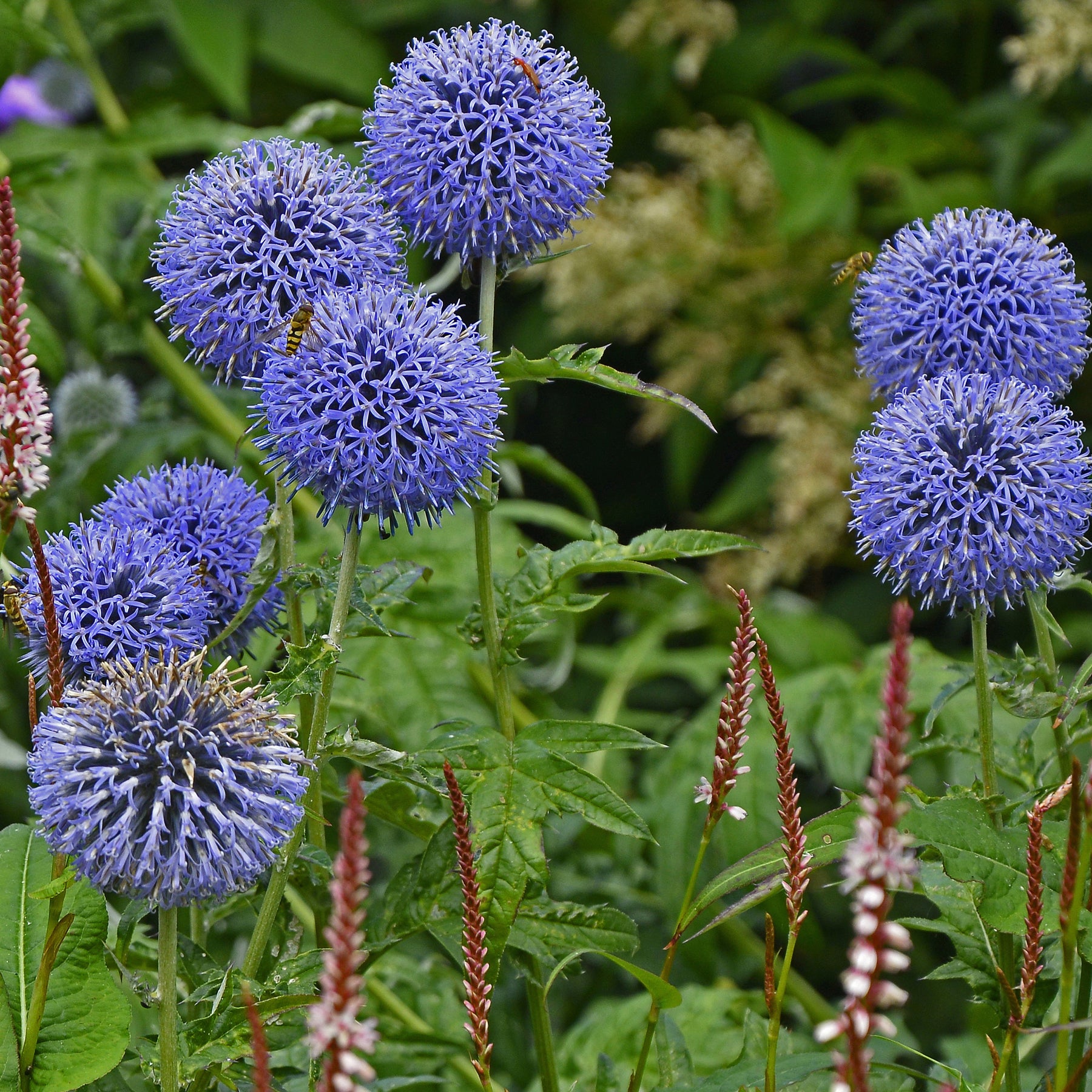 Boules azurées Veitchs Blue - Willemse