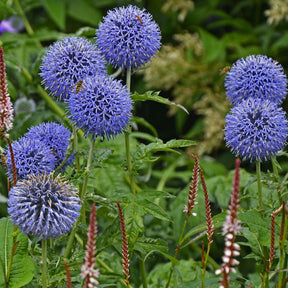 Boules azurées Veitchs Blue - Willemse