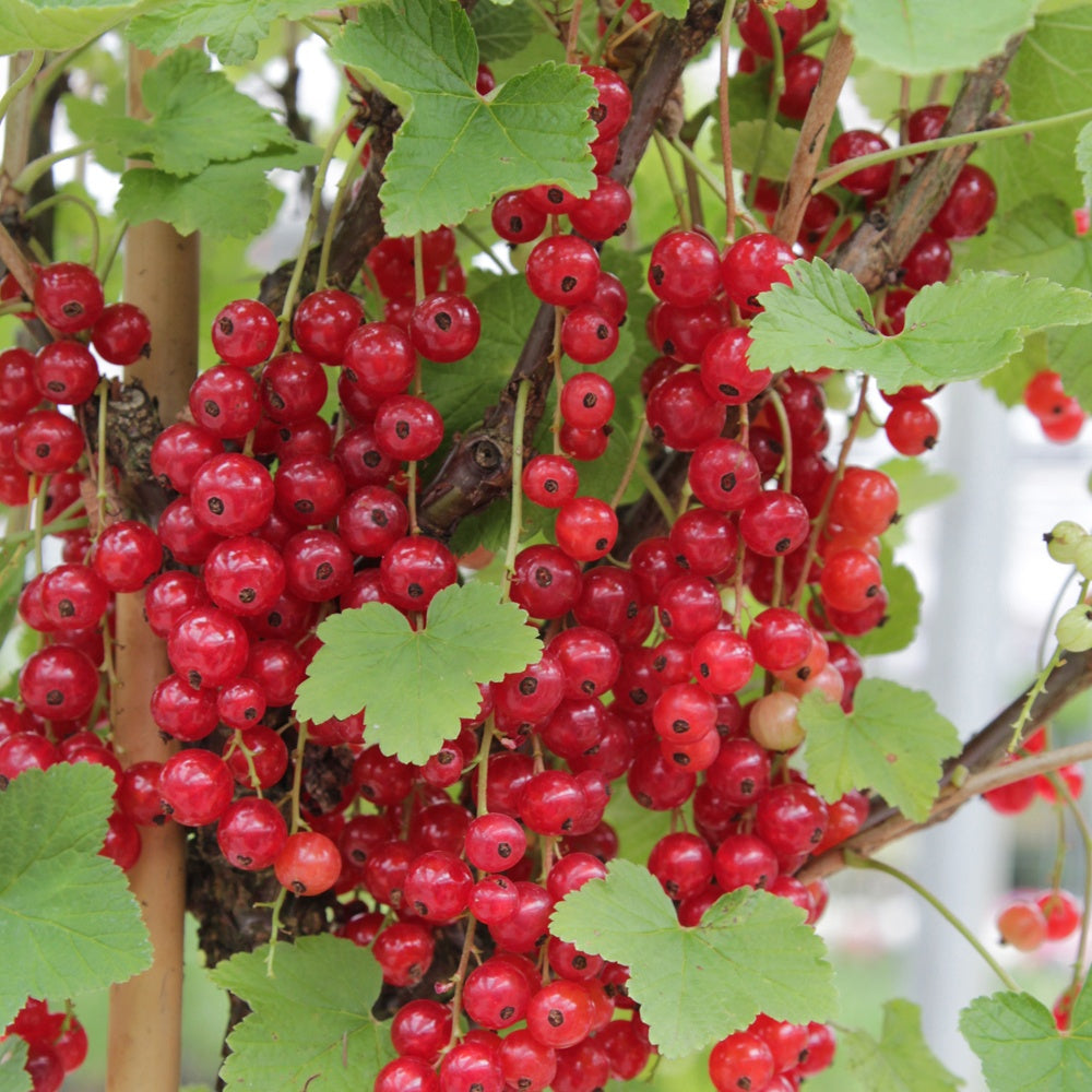 Groseiller Rovada - Ribes rubrum rovada - Willemse