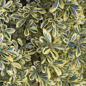 Fusain du Japon ' Aureomarginatus' - Willemse