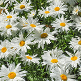 Leucanthème Sweet Daisy Rebecca - Willemse