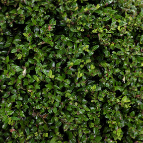 Chèvrefeuille à feuilles de buis - Lonicera nitida - Willemse