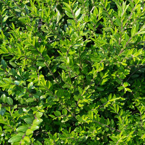 Arbustes de haie - Chèvrefeuille à cupule - Lonicera pileata