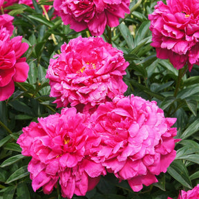 Pivoine Kansas - Willemse