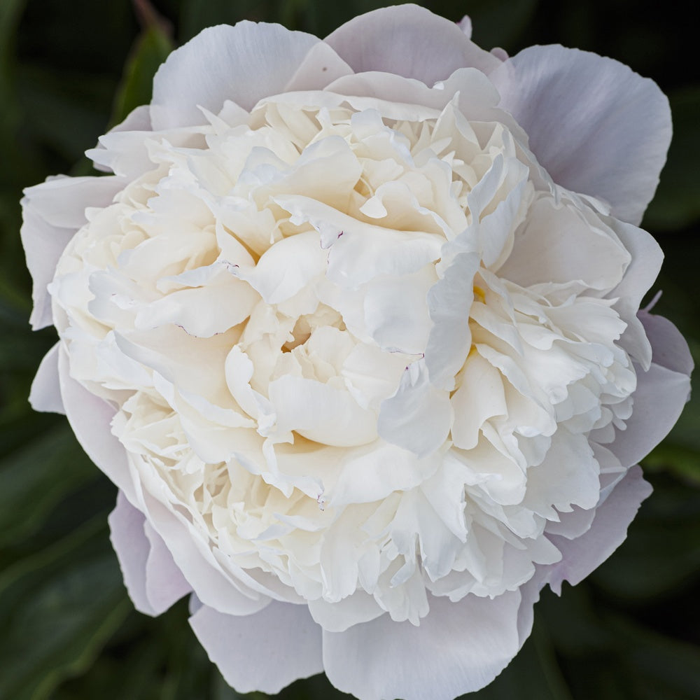 Pivoine lactiflora Fleur de Pêcher - Paeonia lactiflora peche - Willemse