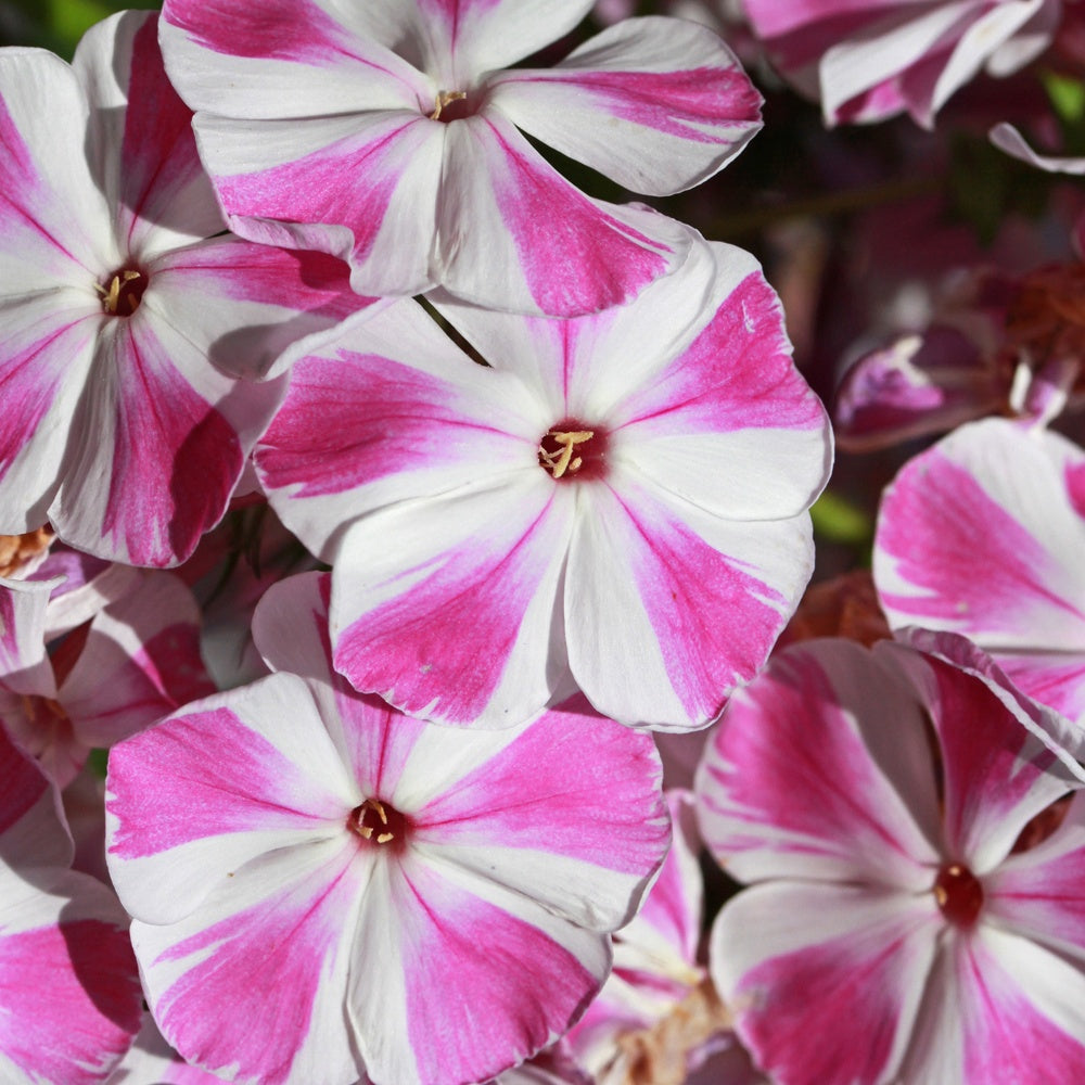 Phlox paniculé Bambini Candy Crush - Phlox paniculata Bambini ® Candy Crush - Willemse