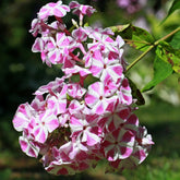 Phlox paniculé Bambini Candy Crush - Willemse