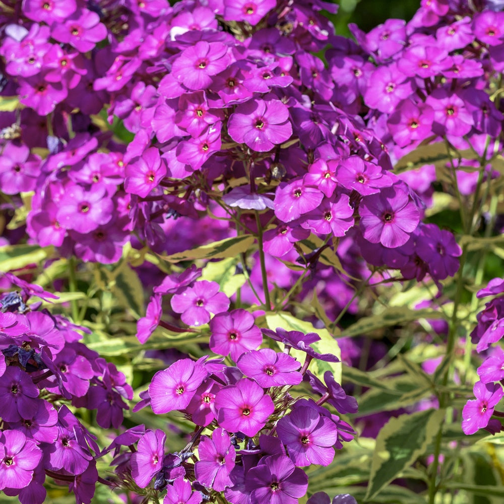 Phlox paniculé Bambini Primadonna - Willemse