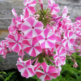 Phlox paniculé Peppermint Twist - Willemse