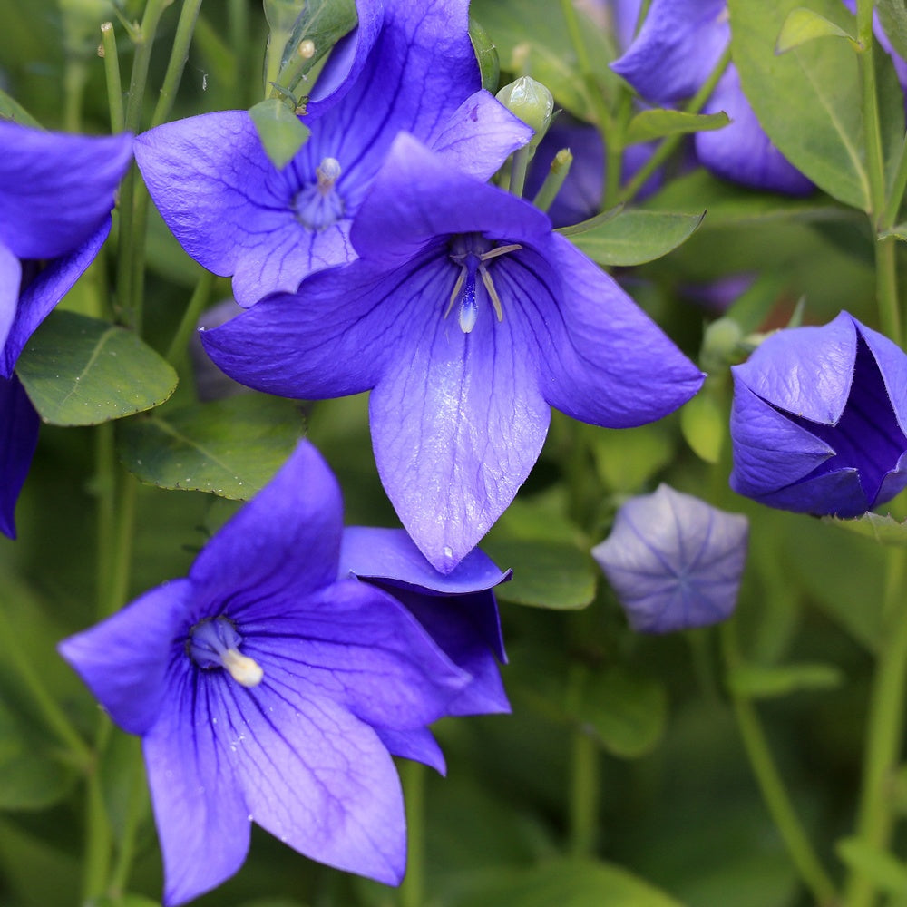 Platycodon à grandes fleurs - Willemse
