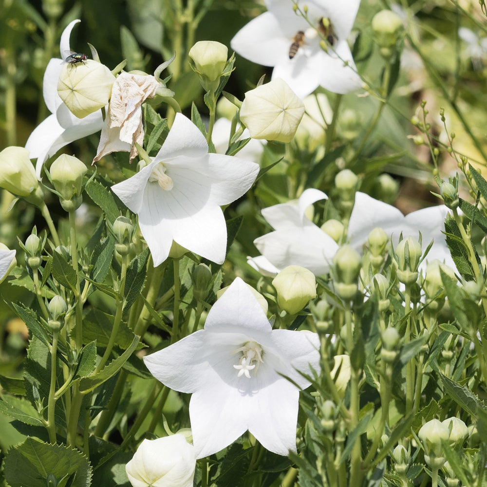 Platycodon à grandes fleurs 'Albus' - Willemse
