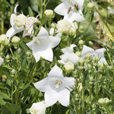 Platycodon à grandes fleurs 'Albus' - Willemse