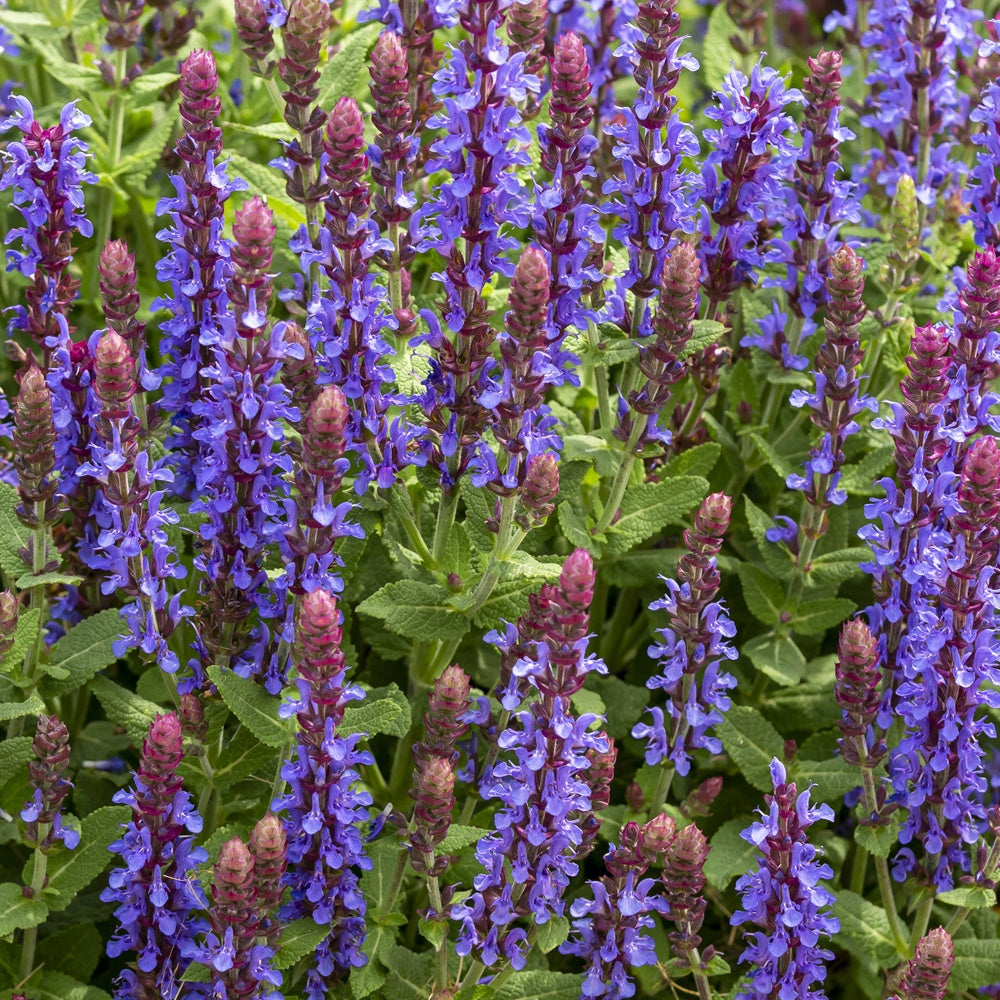 Sauge des bois Sensation Deep Blue - Willemse