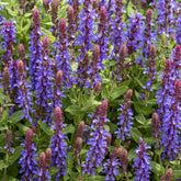 Sauge des bois Sensation Deep Blue - Willemse