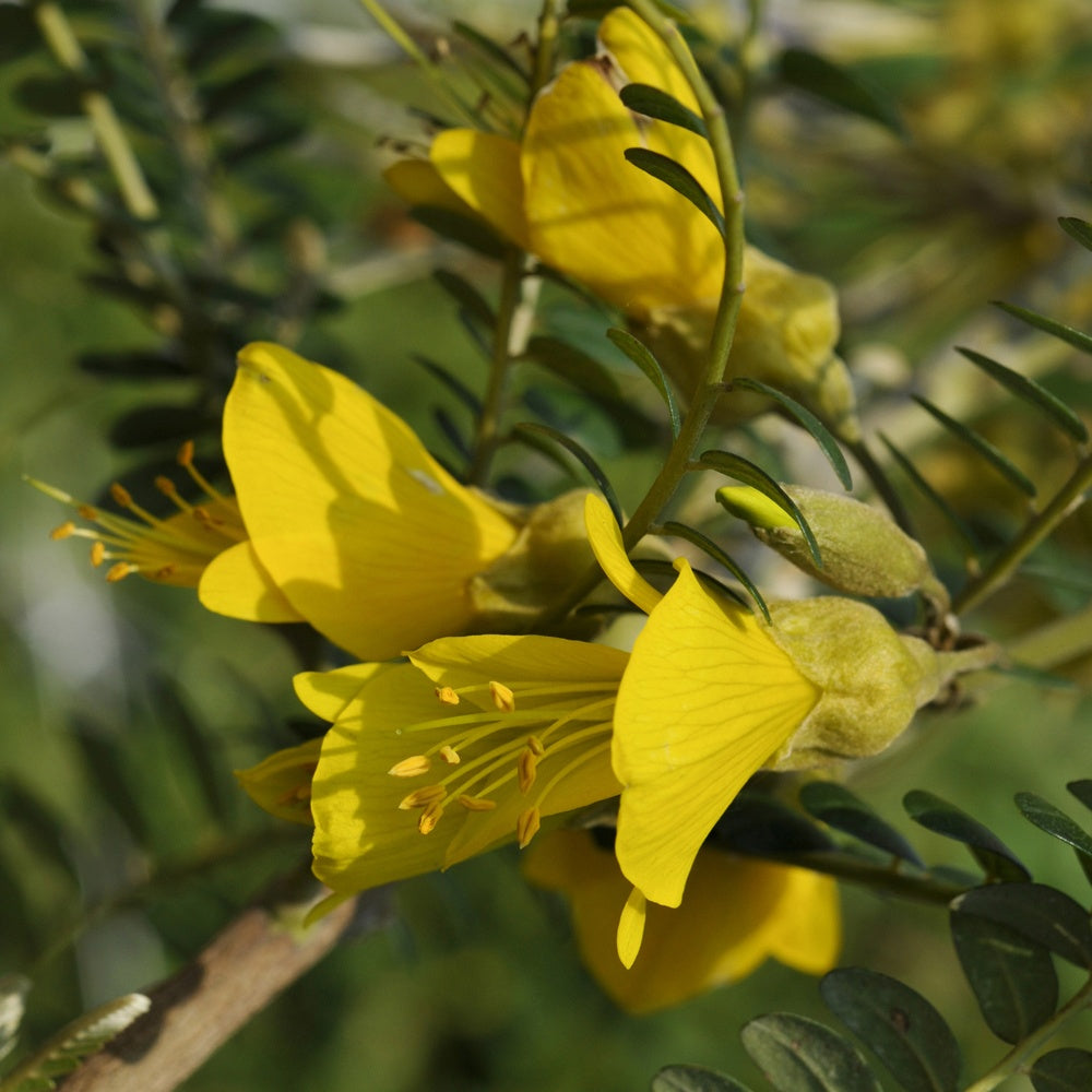 Sophora à petites feuilles 'Sun King' - Willemse