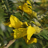 Sophora à petites feuilles 'Sun King' - Willemse