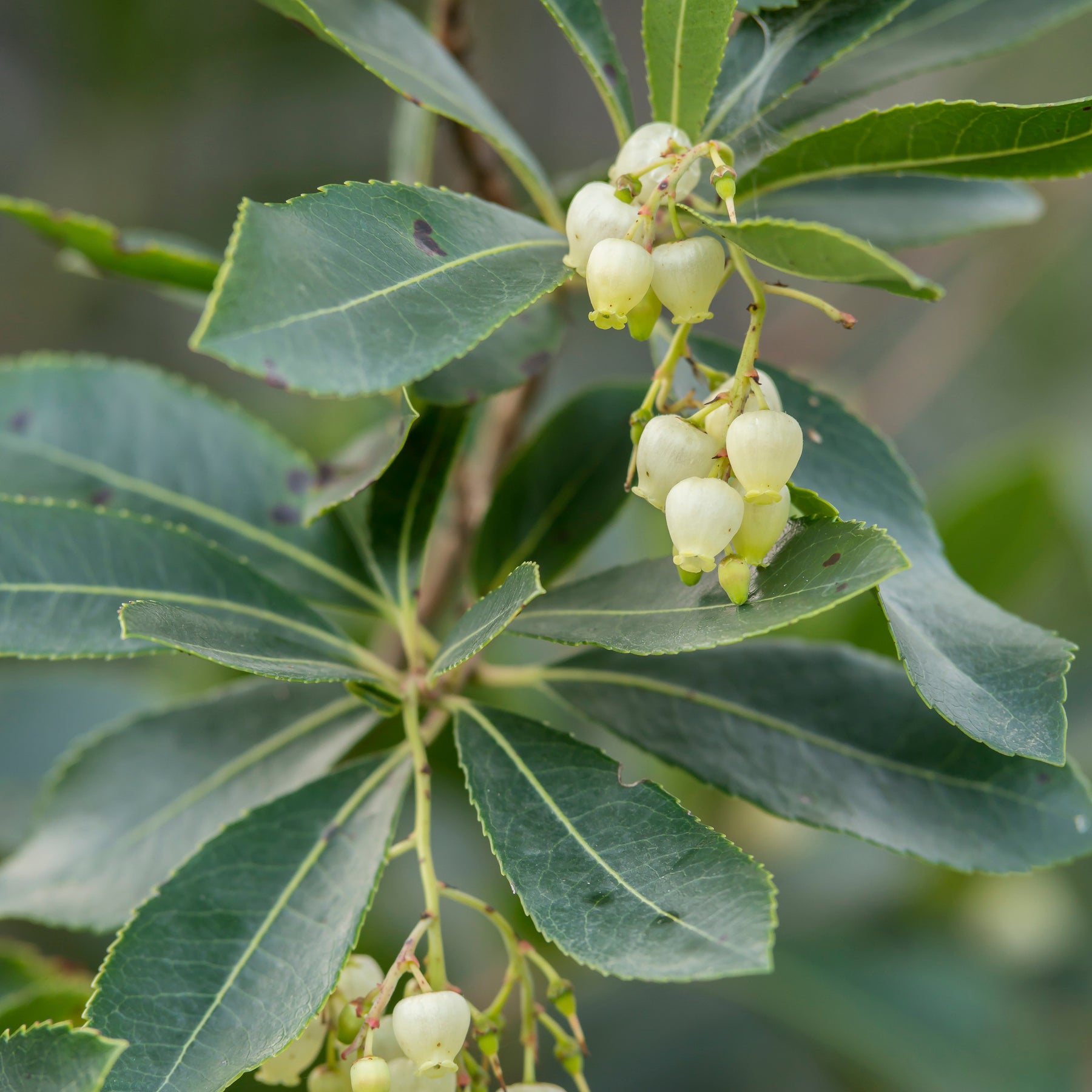 Arbousier Atlantic - Arbutus unedo Atlantic - Willemse