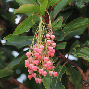 Arbousier Rubra - Arbutus unedo 'rubra' - Willemse
