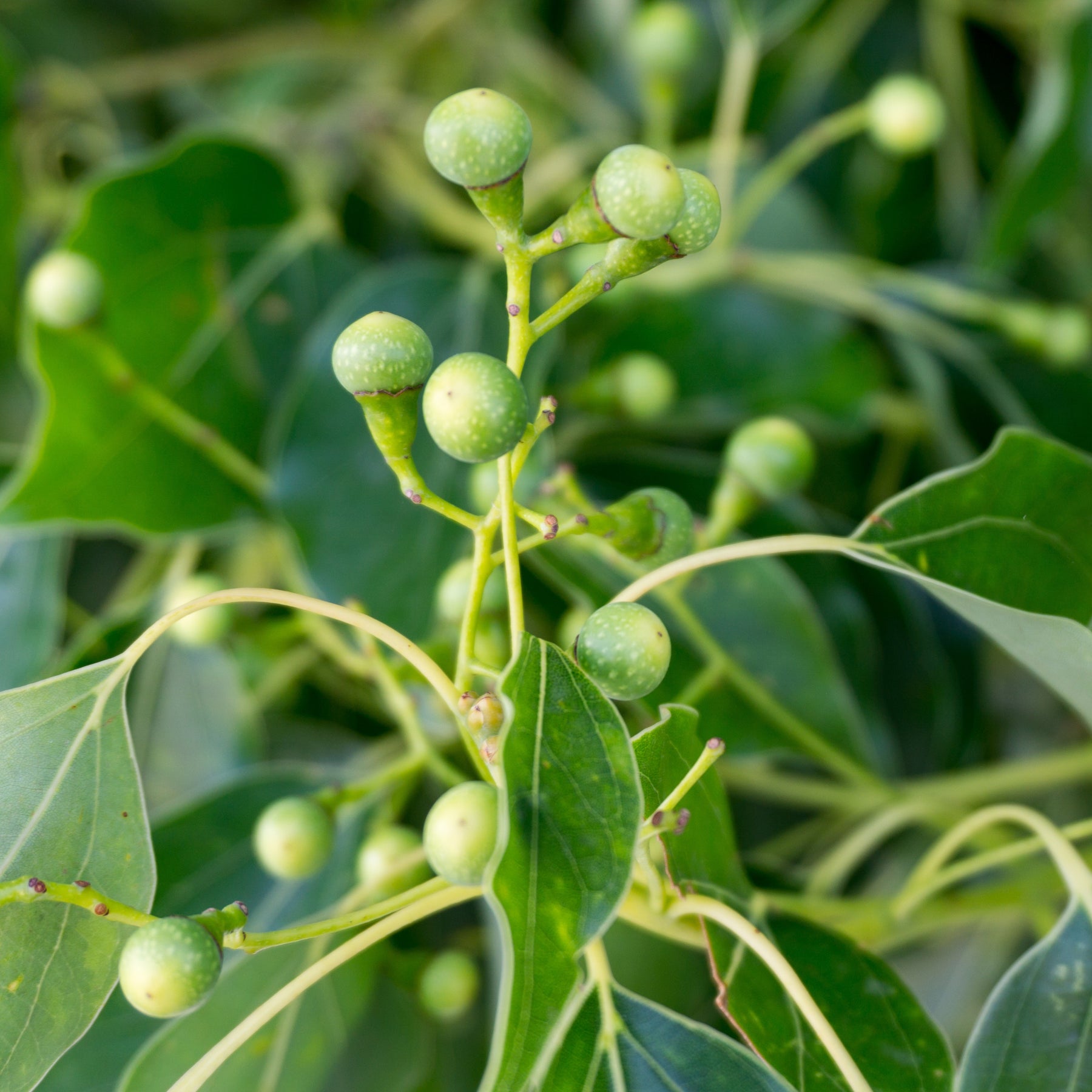 Arbres persistants - Camphrier - Cinnamomum camphora
