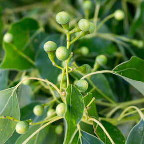 Arbres persistants - Camphrier - Cinnamomum camphora