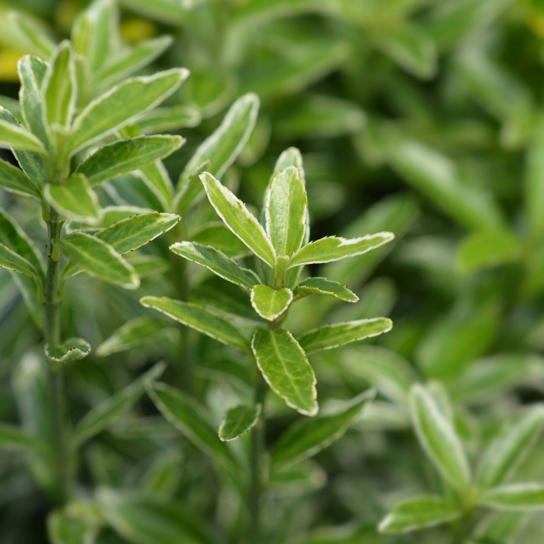 Fusain du Japon Microphyllus Albovariegatus - Euonymus japonicus microphyllus Albovariegatus - Willemse