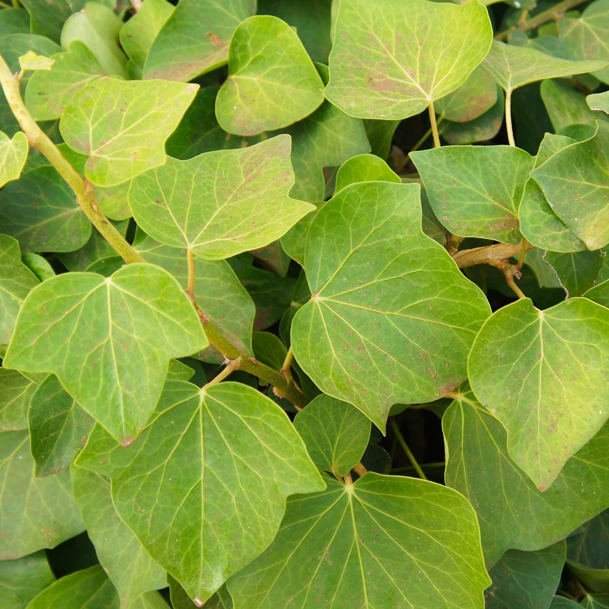 Lierre couvre-sol d'Alger - Hedera algeriensis Alger - Willemse